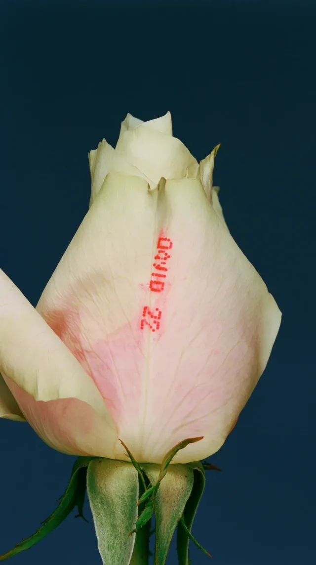 Minimalist editorial macro photograph of a single pale blush green flower viewed from the back, isolated against a pure dark blue background. The rose fills most of the frame, with soft ivory petals featuring subtle pink gradients and delicate natural texture. Printed directly onto the center outer petal in bright red dot matrix thermal printer typography: DAVID 25 - mechanically stamped with slightly imperfect pixelated edges, juxtaposing organic beauty and industrial labeling. Green sepals and stem visible at the bottom. Soft diffused studio lighting with gentle shadows preserving velvety petal texture. High contrast between flower and background. Subtle analog quality: fine grain, muted colors, scanned print aesthetic. Luxury fashion campaign meets conceptual still life - inspired by archival botanical documentation, contemporary fashion branding, and minimalist art direction. Ultra clean centered composition, museum quality editorial photography.