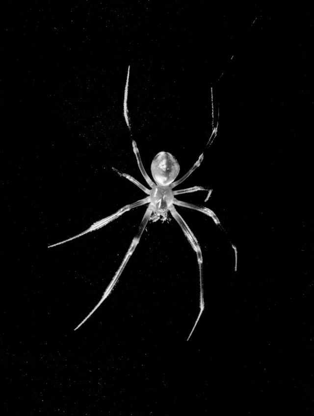 spider walking black bg