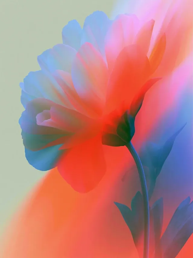 blossoming flower hyperlapse
